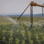 Produtores rurais ganham mais flexibilidade para utilizar os descontos na tarifa de energia elétrica para irrigação e aquicultura