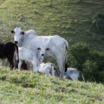 Prazo para vacinação contra a brucelose em Mato Grosso termina nesta terça-feira