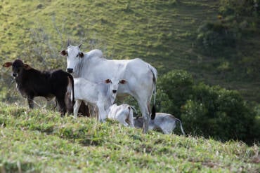 Prazo para vacinação contra a brucelose em Mato Grosso termina nesta terça feira