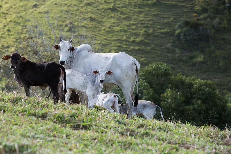 Prazo para vacinação contra a brucelose em Mato Grosso termina nesta terça feira