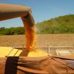 Preço do milho recua nos últimos cinco anos, enquanto custos de produção avançam e pressionam rentabilidade do produtor