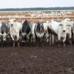 China reconhece Brasil livre de febre aftosa e fortalece carne de Mato Grosso