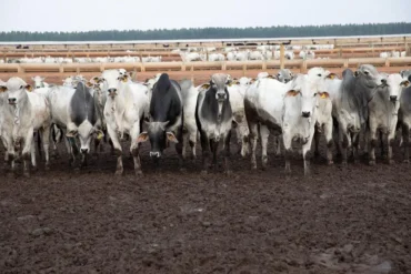 China reconhece Brasil livre de febre aftosa e fortalece carne de MT