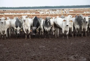 China reconhece Brasil livre de febre aftosa e fortalece carne de MT