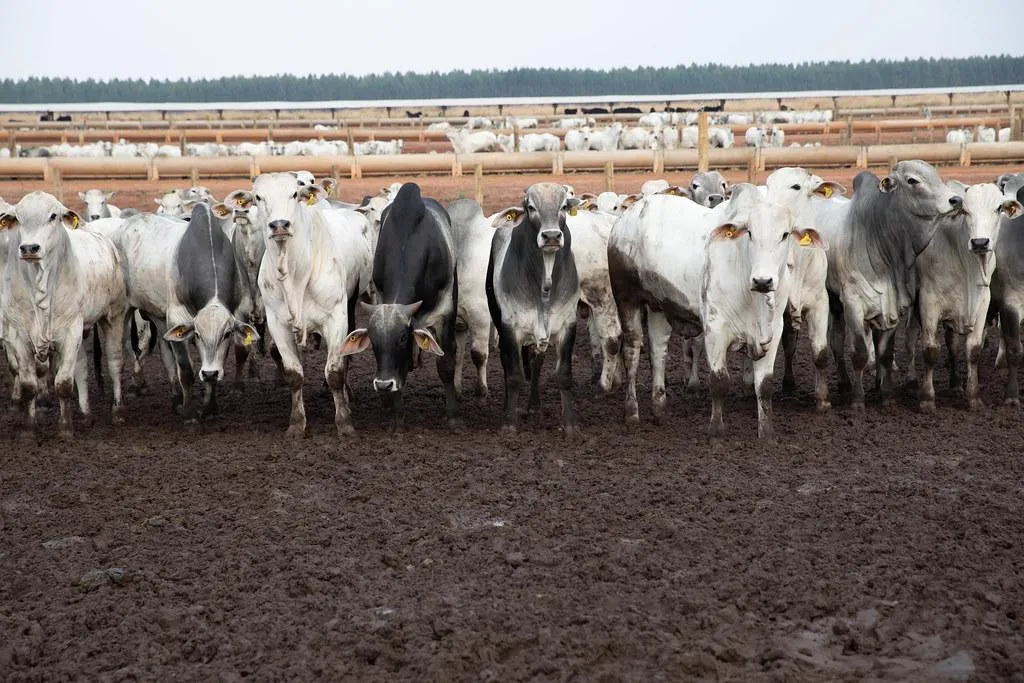 China reconhece Brasil livre de febre aftosa e fortalece carne de MT