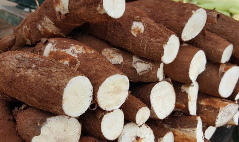 Produção de amidos de mandioca recua levemente, mas alta de preço sustenta o Valor Bruto da Produção