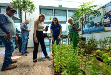 Semana do Meio Ambiente inicia com distribuição de mudas na Prefeitura de Lucas do Rio Verde