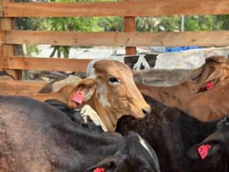 A oferta de vacinas contra clostridioses em Mato Grosso é insuficiente, apesar do anúncio do Ministério da Agricultura sobre mais de 3,1 milhões de doses