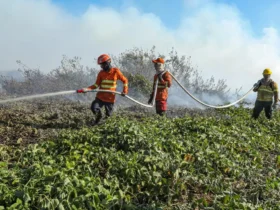 Brigadistas temporários em Mato Grosso