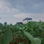 Vazio sanitário da soja em Mato Grosso já está em vigor