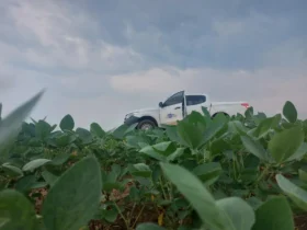 Vazio sanitário da soja em Mato Grosso já está em vigor