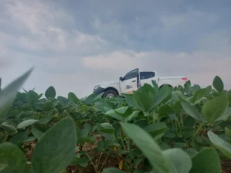Vazio sanitário da soja em Mato Grosso já está em vigor