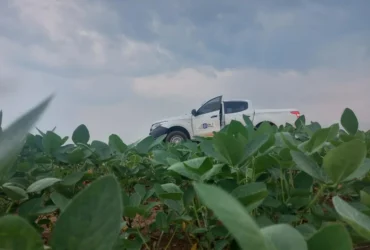 Vazio sanitário da soja em Mato Grosso já está em vigor