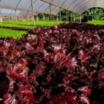 FIT Pantanal 2026 promove visita técnica em Campo Verde para integrar agronegócio e turismo rural