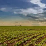 Mato Grosso alcança marca histórica e mantém liderança nacional em soja, milho e algodão