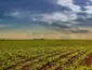 Mato Grosso alcança marca histórica e mantém liderança nacional em soja, milho e algodão
