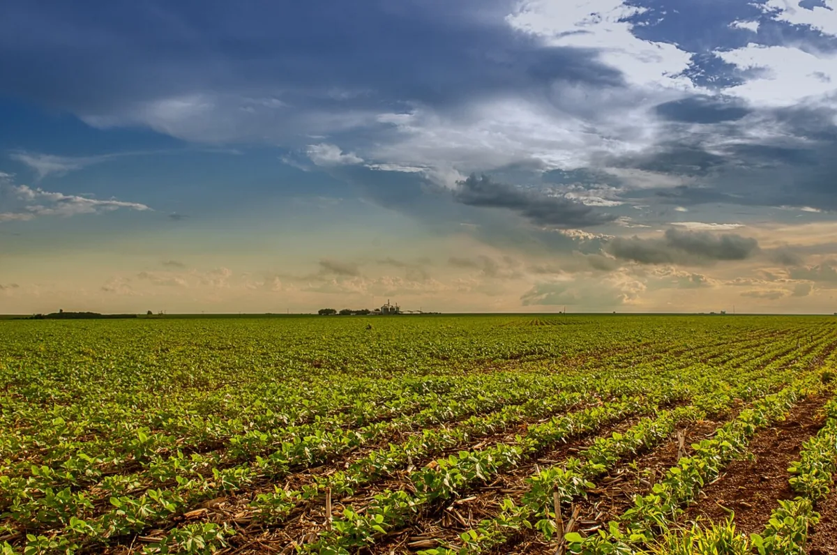 Mato Grosso alcança marca histórica e mantém liderança nacional em soja, milho e algodão