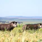 Primeira fase da Ferrovia de Mato Grosso se destaca por ações de preservação da fauna e da flora mato-grossense