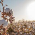 Chuvas em Mato Grosso elevam atenção dos cotonicultores na fase final da safra