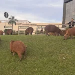 Projeto na ALMT propõe passagem subterrânea para proteger capivaras no Centro Político