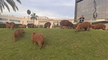 Capivaras ganham proposta de travessia segura na ALMT