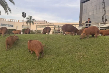 Capivaras ganham proposta de travessia segura na ALMT