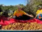 Festa de São Pedro reúne milhares de pessoas e mantém viva tradição ribeirinha de mais de três séculos em Mato Grosso