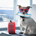 Transportar animais de estimação em viagens de avião: tudo o que você precisa saber antes de embarcar