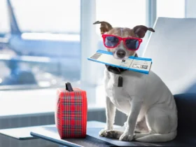 Animais de estimação em viagens de avião