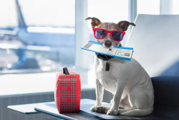 Animais de estimação em viagens de avião