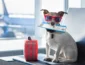 Transportar animais de estimação em viagens de avião: tudo o que você precisa saber antes de embarcar