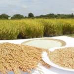 Oferta restrita sustenta preços do arroz