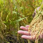Exportações impulsionam reação dos preços do arroz no Rio Grande do Sul