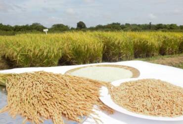 Arroz embrapa1