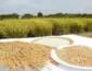 Preços do arroz voltam a cair no Rio Grande do Sul após reação no início do mês