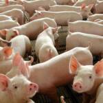 Preços do suíno vivo e da carne acumulam terceira queda consecutiva e atingem menores patamares históricos