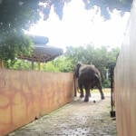 Elefanta Baby chega a Mato Grosso e inicia nova vida em santuário de Chapada dos Guimarães