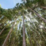 Mato Grosso corre risco de faltar biomassa para indústrias