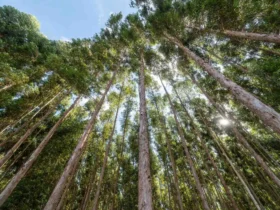 MT já vive apagão de biomassa sustentável