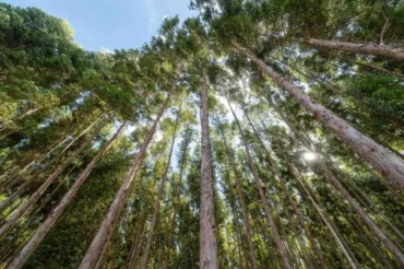 MT já vive apagão de biomassa sustentável