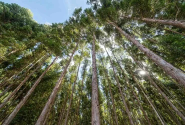MT já vive apagão de biomassa sustentável