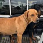 Quatro cães são resgatados em situação de maus-tratos no bairro Nova Barra em Barra do Garças