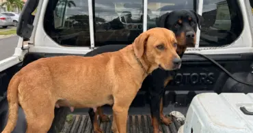 Um cão caramelo de porte médio e um Rottweiler preto e canela em pé na caçamba de uma picape branca, olhando sutilmente em direção à câmera.