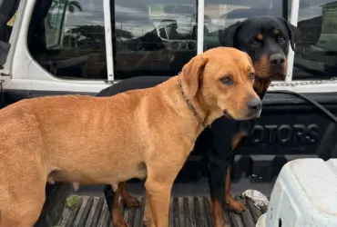 Um cão caramelo de porte médio e um Rottweiler preto e canela em pé na caçamba de uma picape branca, olhando sutilmente em direção à câmera.