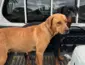 Quatro cães são resgatados em situação de maus-tratos no bairro Nova Barra em Barra do Garças