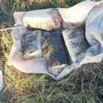 Sema apreende 17 kg de carne de jacaré, pescado e rifle durante fiscalização em Poconé