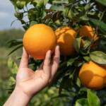 Retomada da demanda por suco de laranja é o principal desafio da safra 2026/27