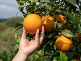 Cultivo de laranja