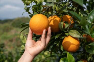 Cultivo de laranja