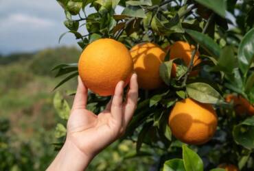 Cultivo de laranja